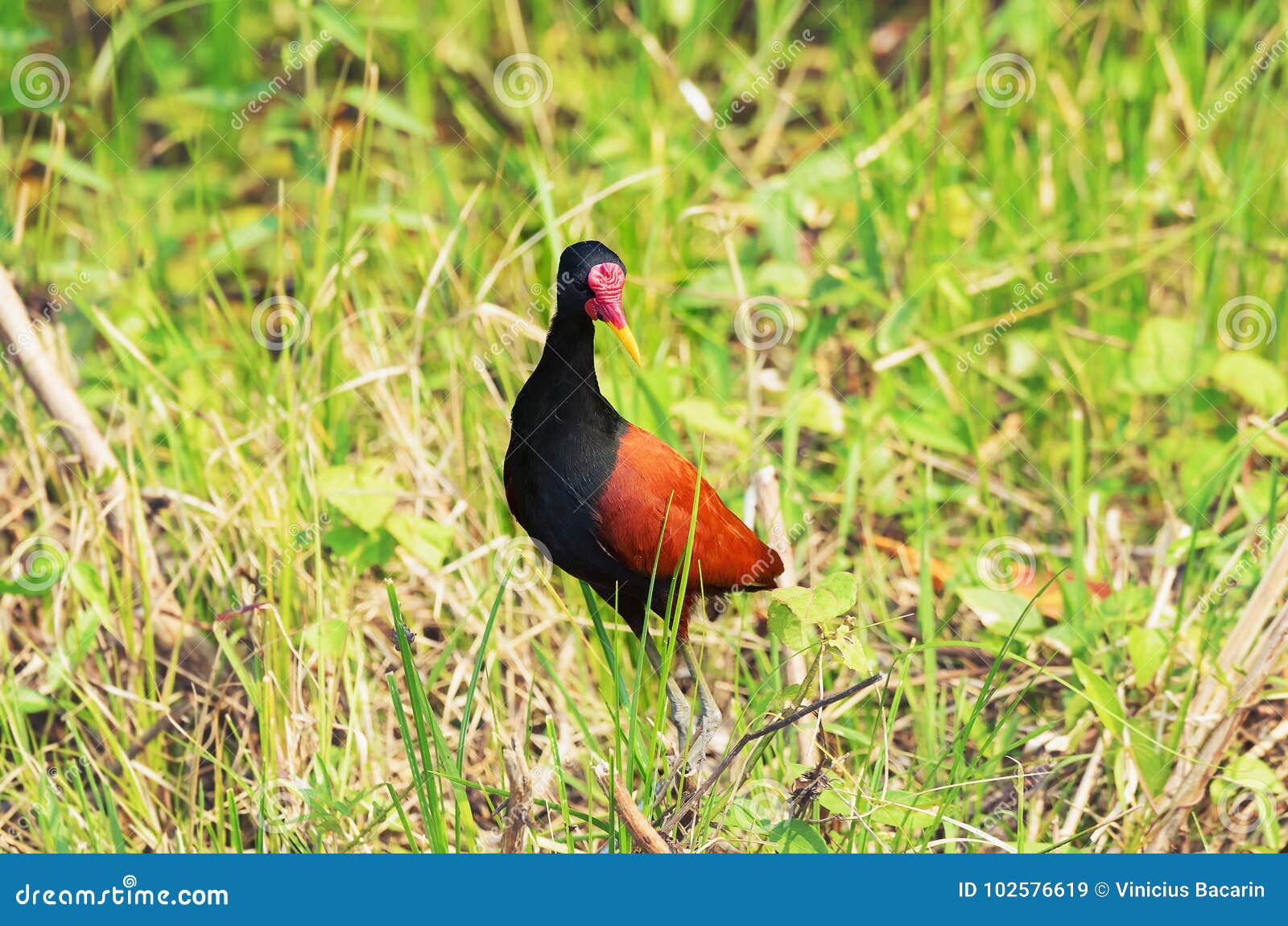 Identifier Les Oiseaux Des Jardins Et Des Villes En Hiver
