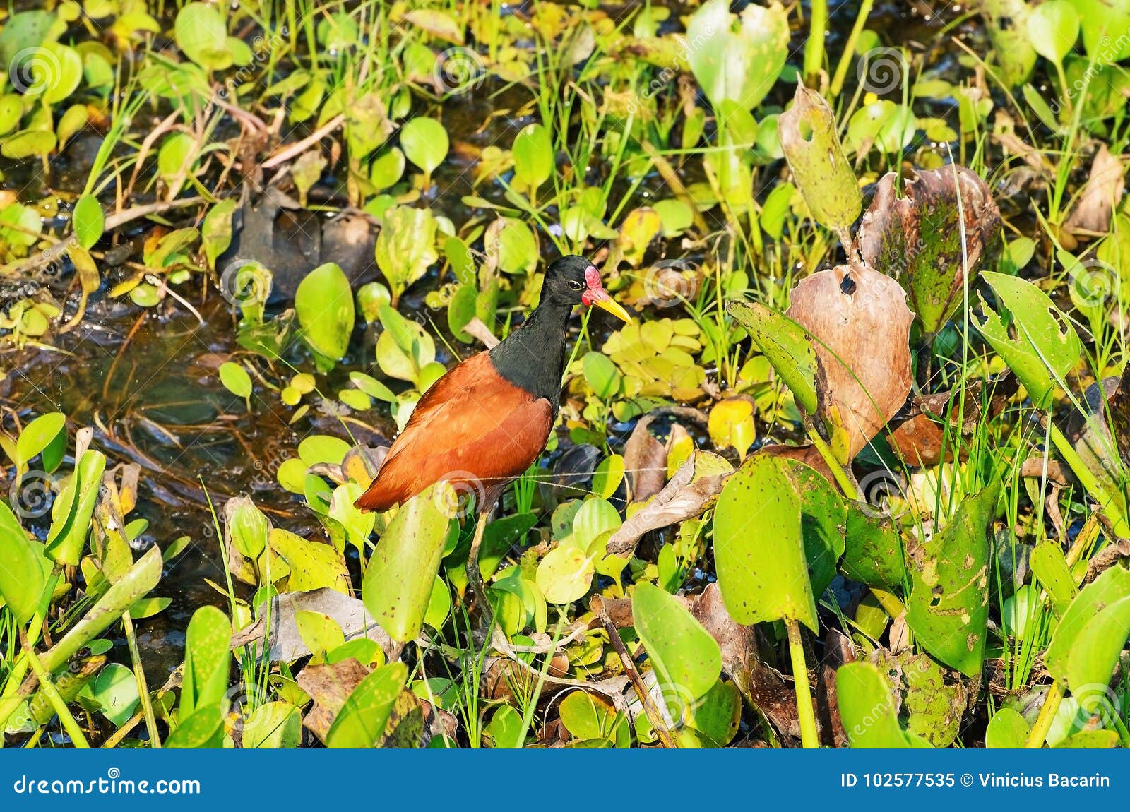Oiseau De Wattled Jacana Image Stock Image Du Oiseau