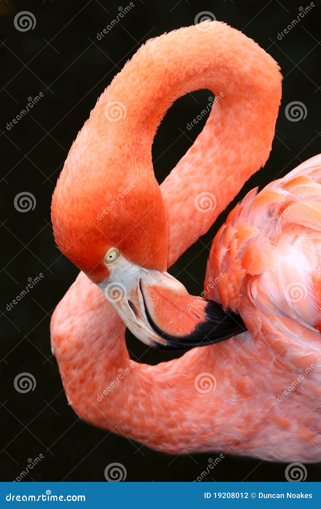 L'oiseau des Caraïbes de flamant avec lui est cou effectuant une figure de huit