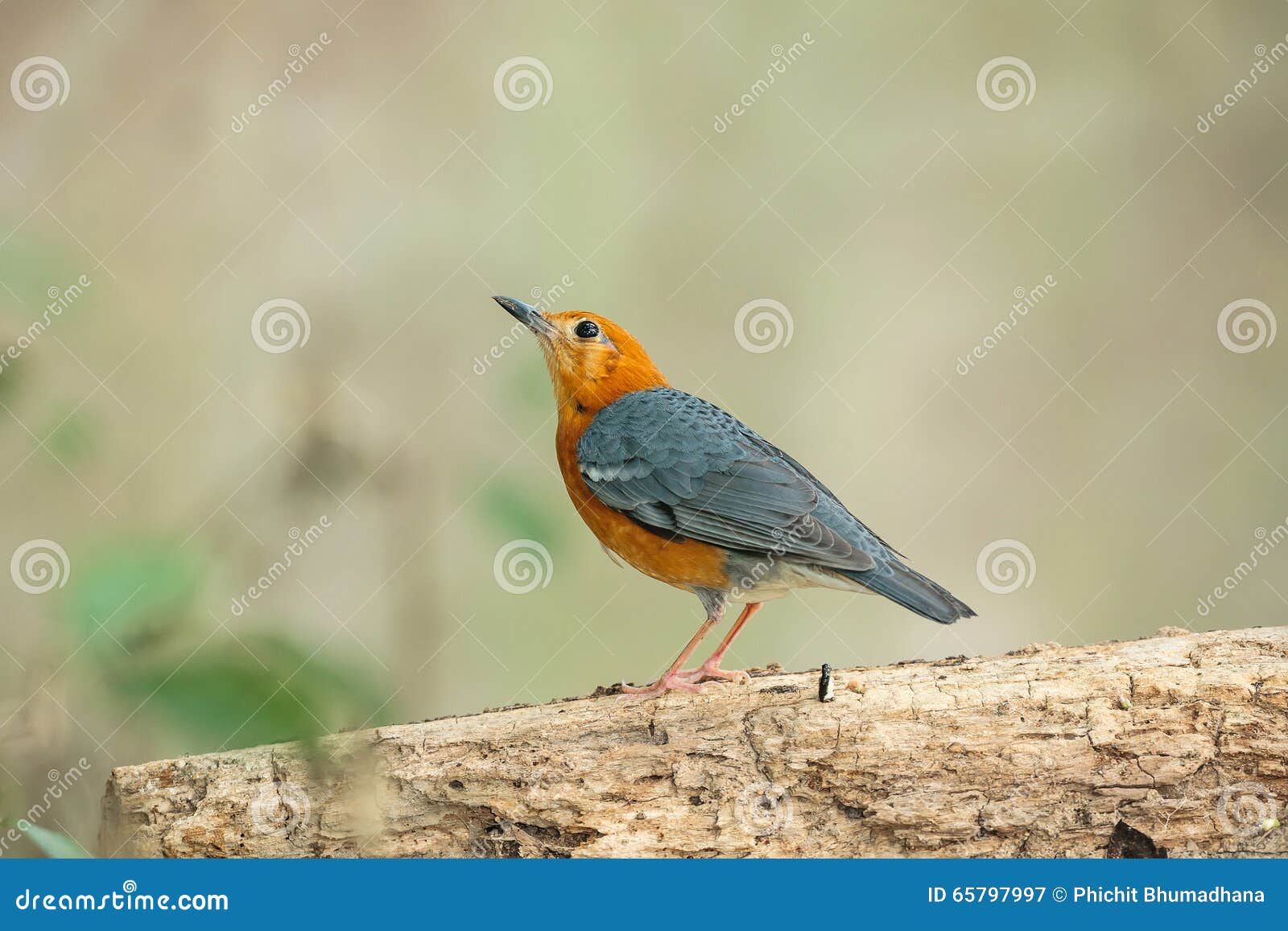 Oiseau Dirigé Orange De Grive Citrina De Zoothera Image