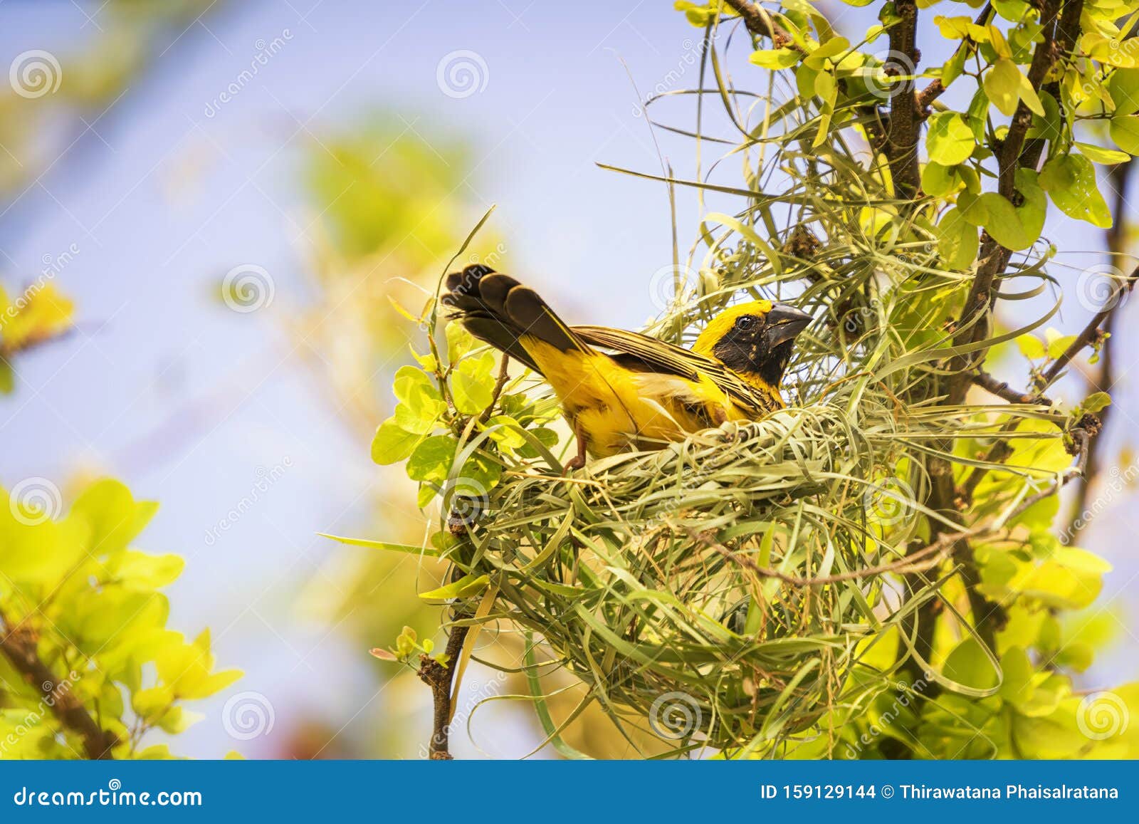 Oiseau Doré Beau Oiseau Tisserin D'or Asiatique Sur La