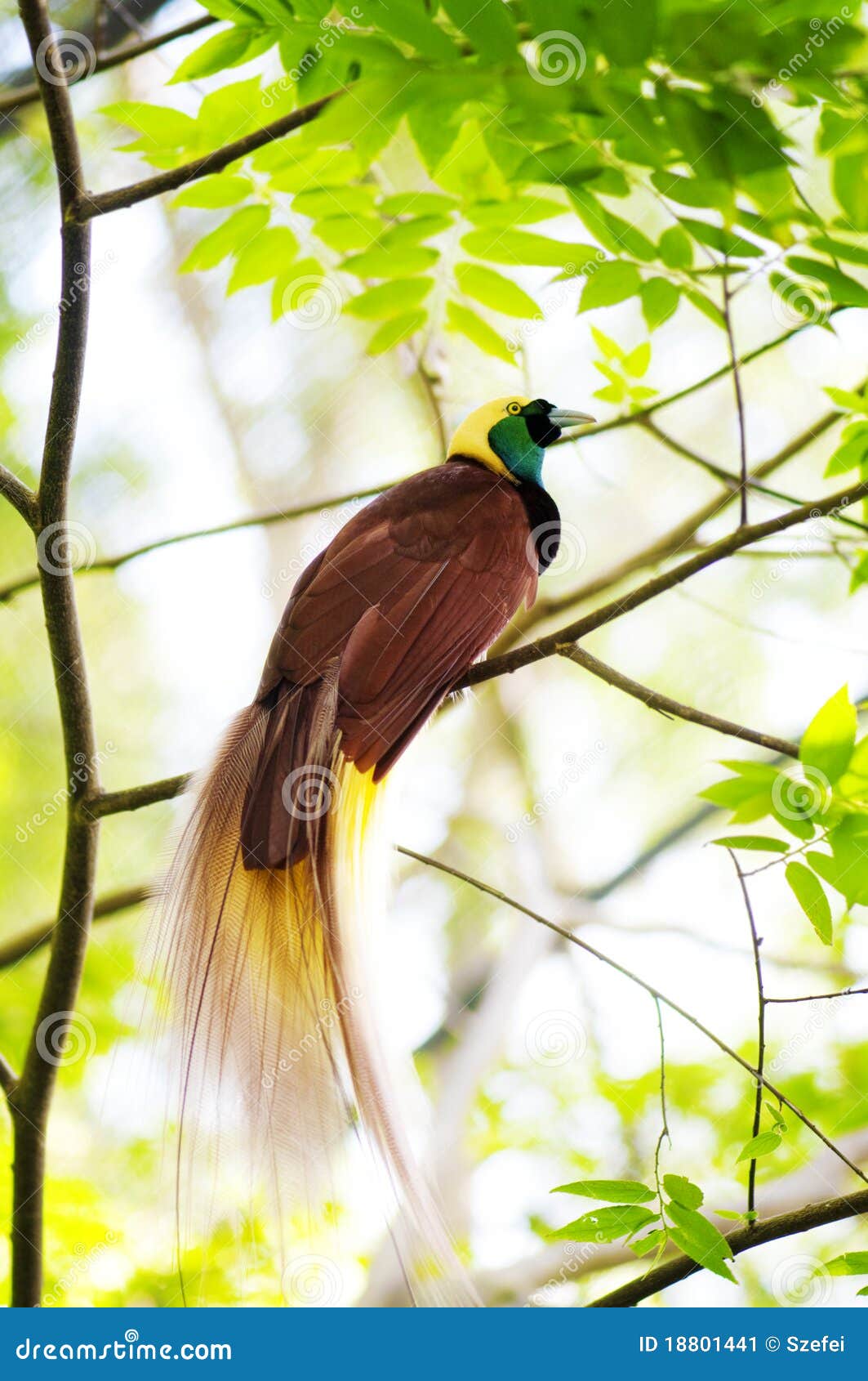 Oiseau Du Paradis Image Stock Image Du Asie Vert Personne Oiseau Du Paradis Image Stock Image Du Asie Vert Personne