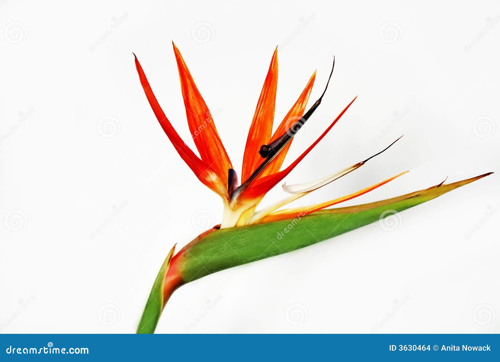 Oiseau Du Paradis Photo Stock Image Du Formes Contexte