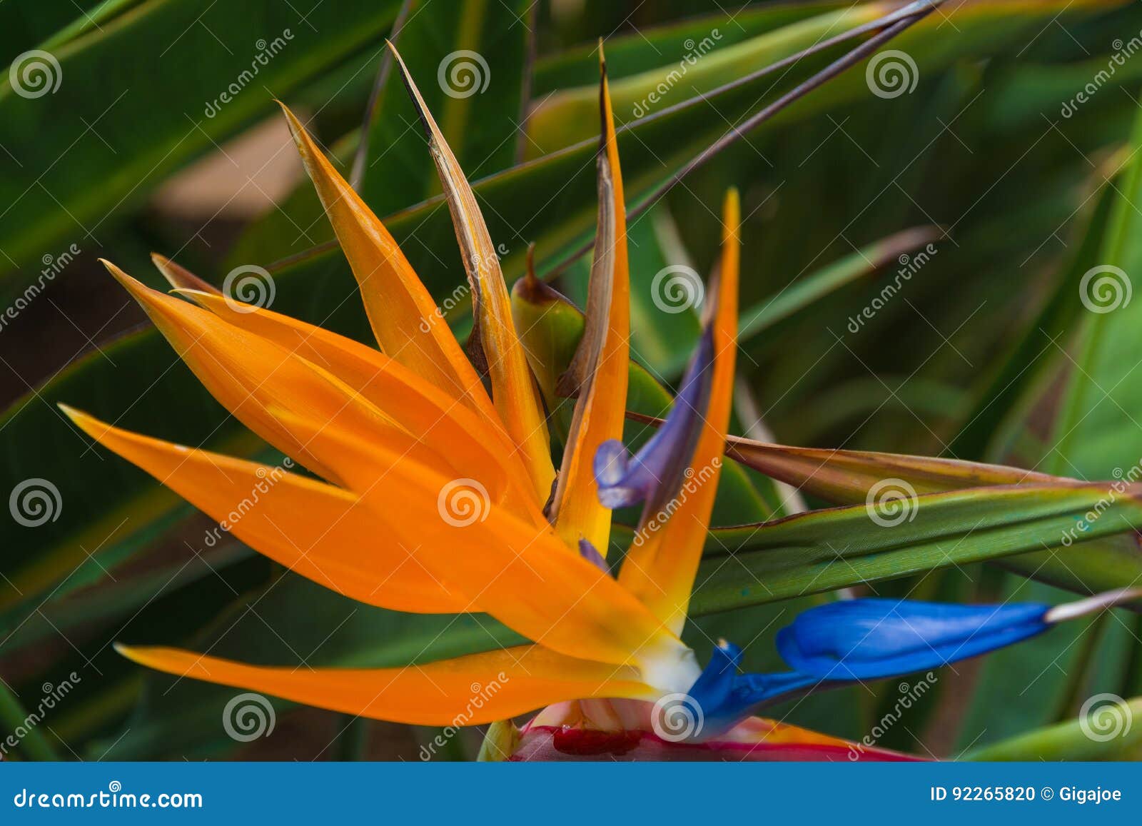 Oiseau Du Paradis Dans Loro Parque Photo Stock Image Du