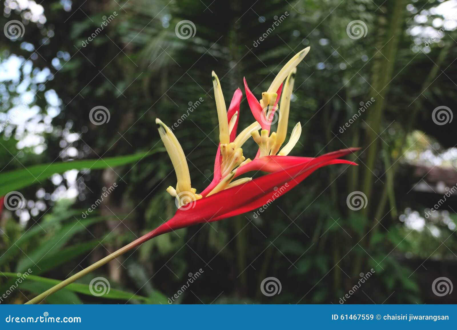Oiseau Du Paradis Rouge Image Stock Image Du Exotique