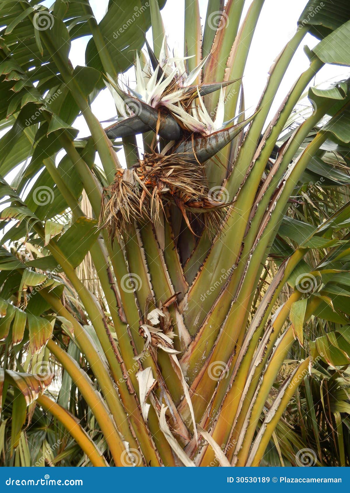 Oiseau Géant Dusine De Paradis Image Stock Image Du Beau