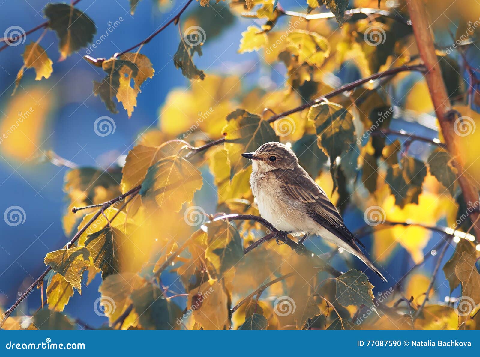 Oiseau Gris Se Reposant Parmi Les Feuilles Dautomne Dor Du
