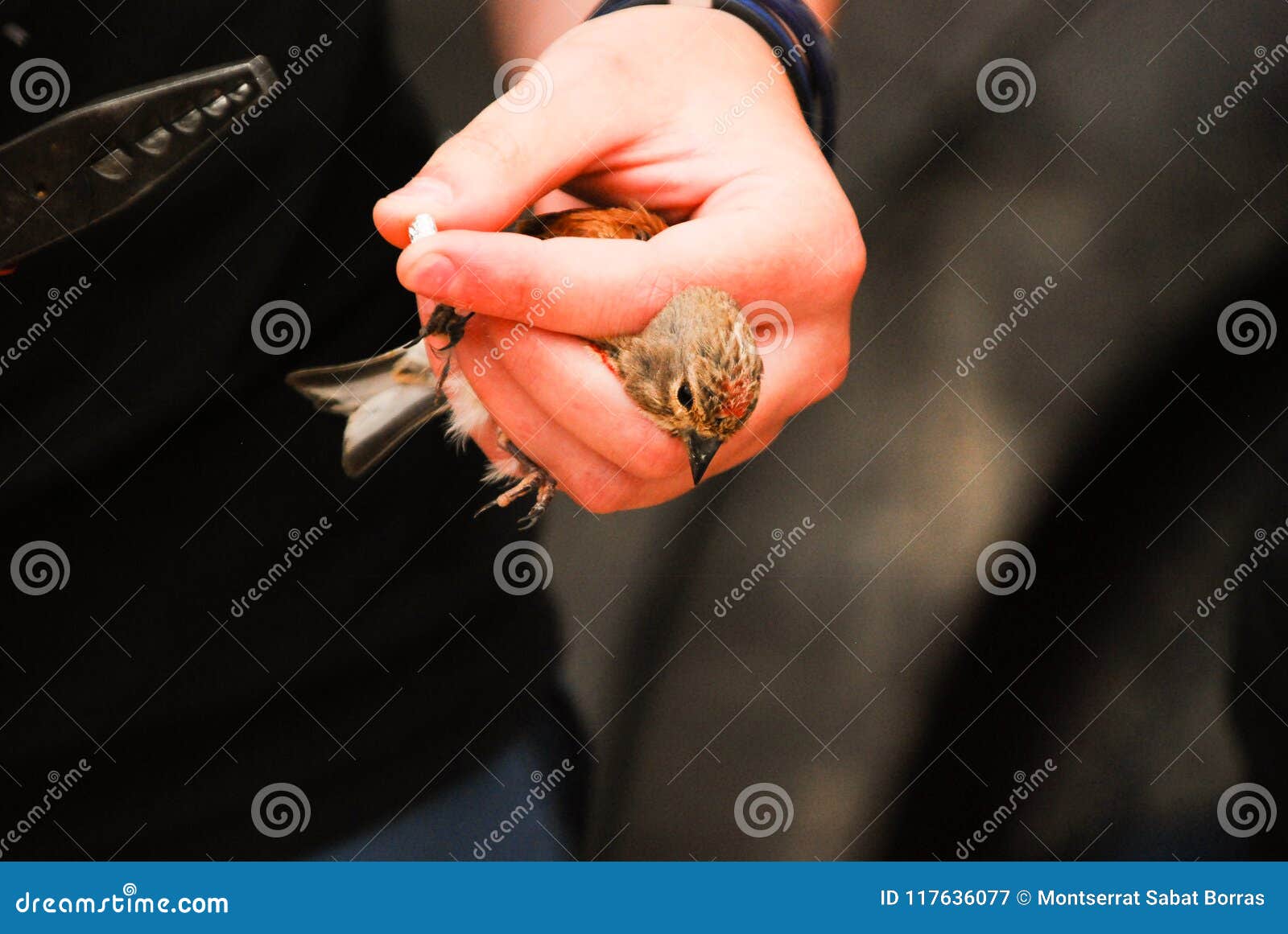 Oiseau Jaune Canari Sauvage Image Stock Image Du Europe