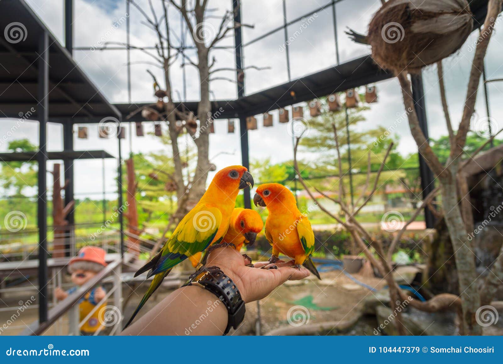 Oiseau Jaune De Perroquet Conure Du Soleil Image Stock