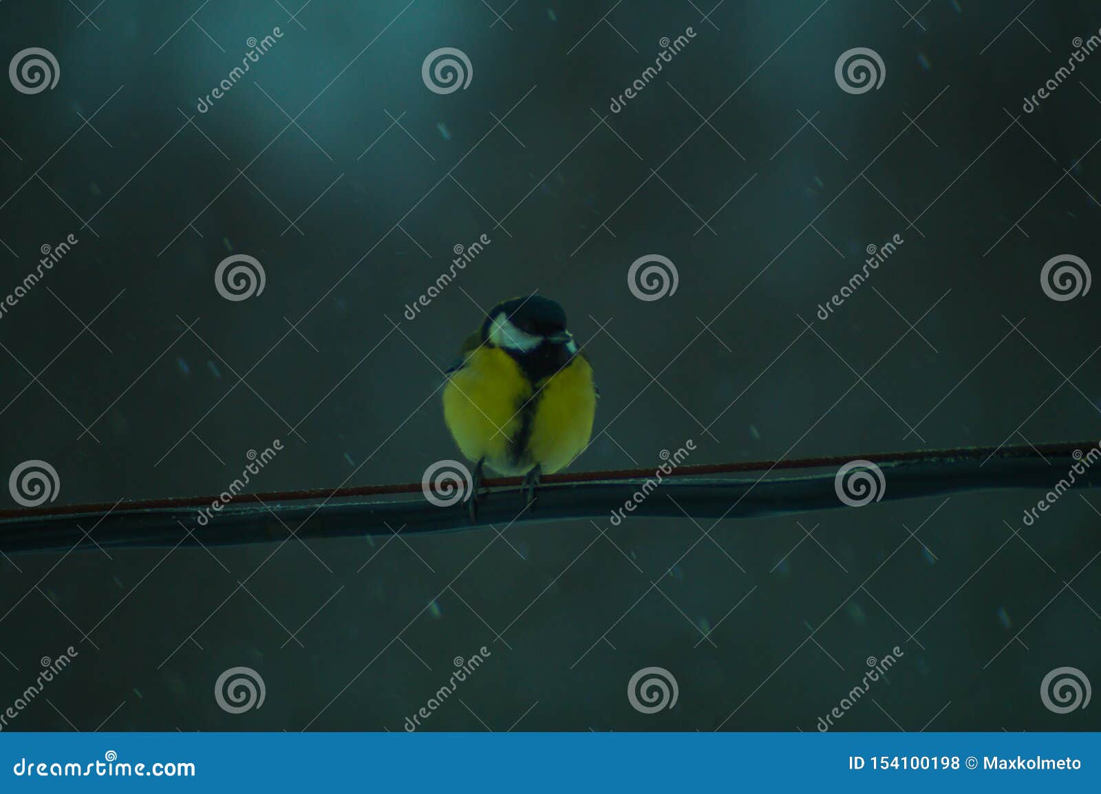 Oiseau Jaune Se Reposant Sur Un Fil Oiseau De Msange Photo