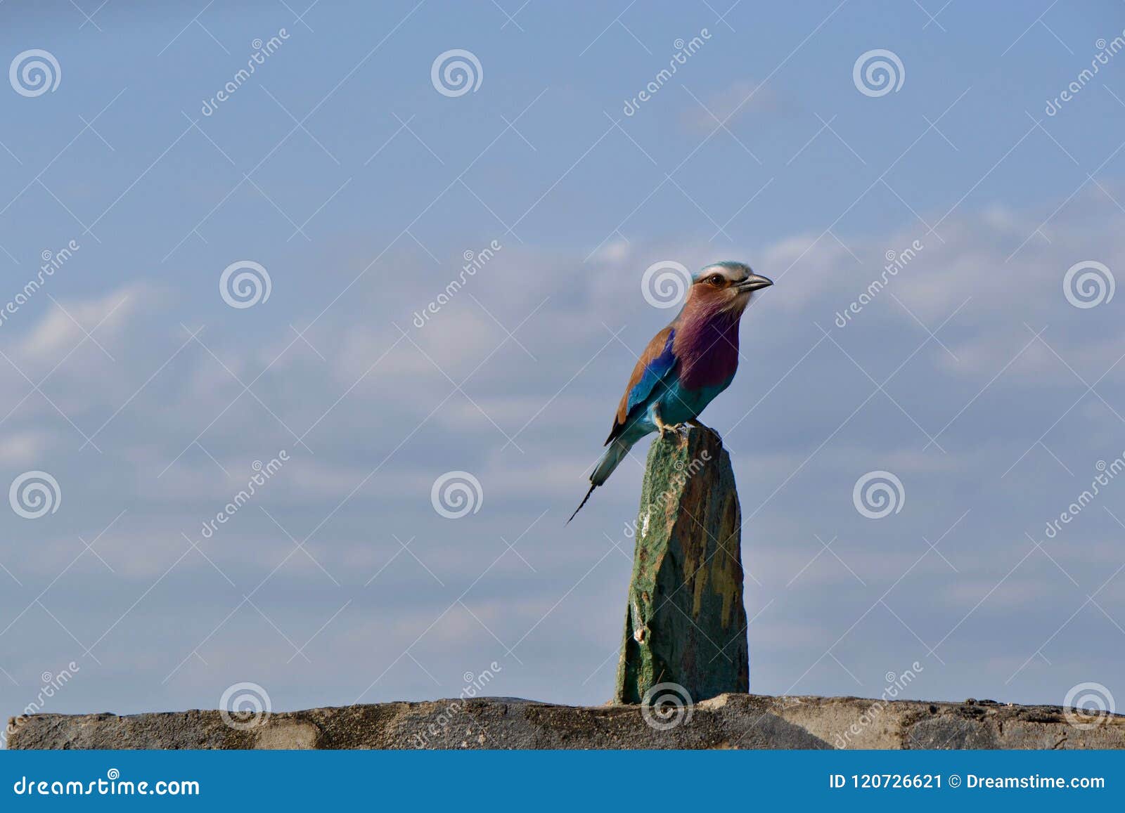 oiseau multicolore sur une pierre