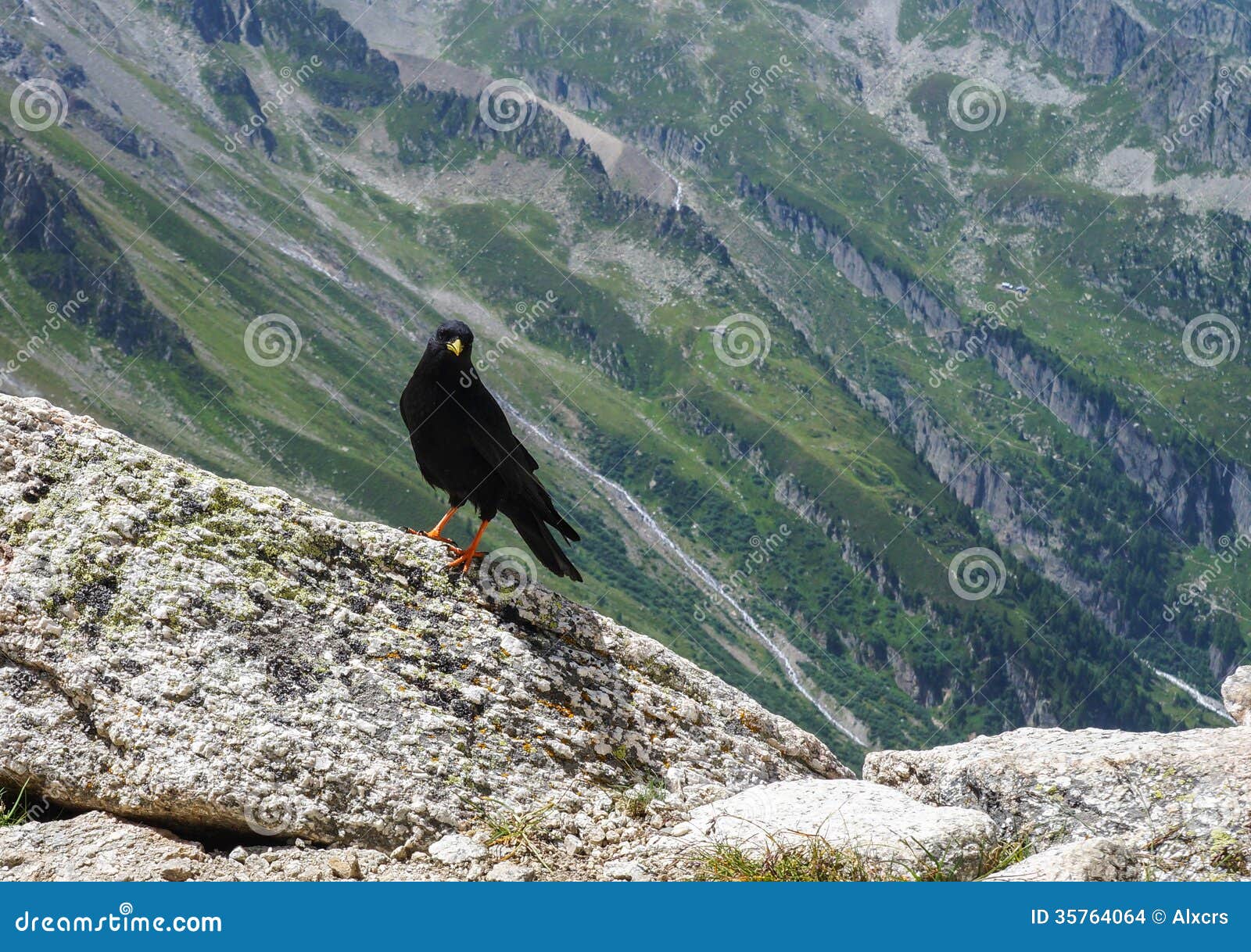 Oiseau Noir Photo Stock Image Du Alpes été Hausse 35764064