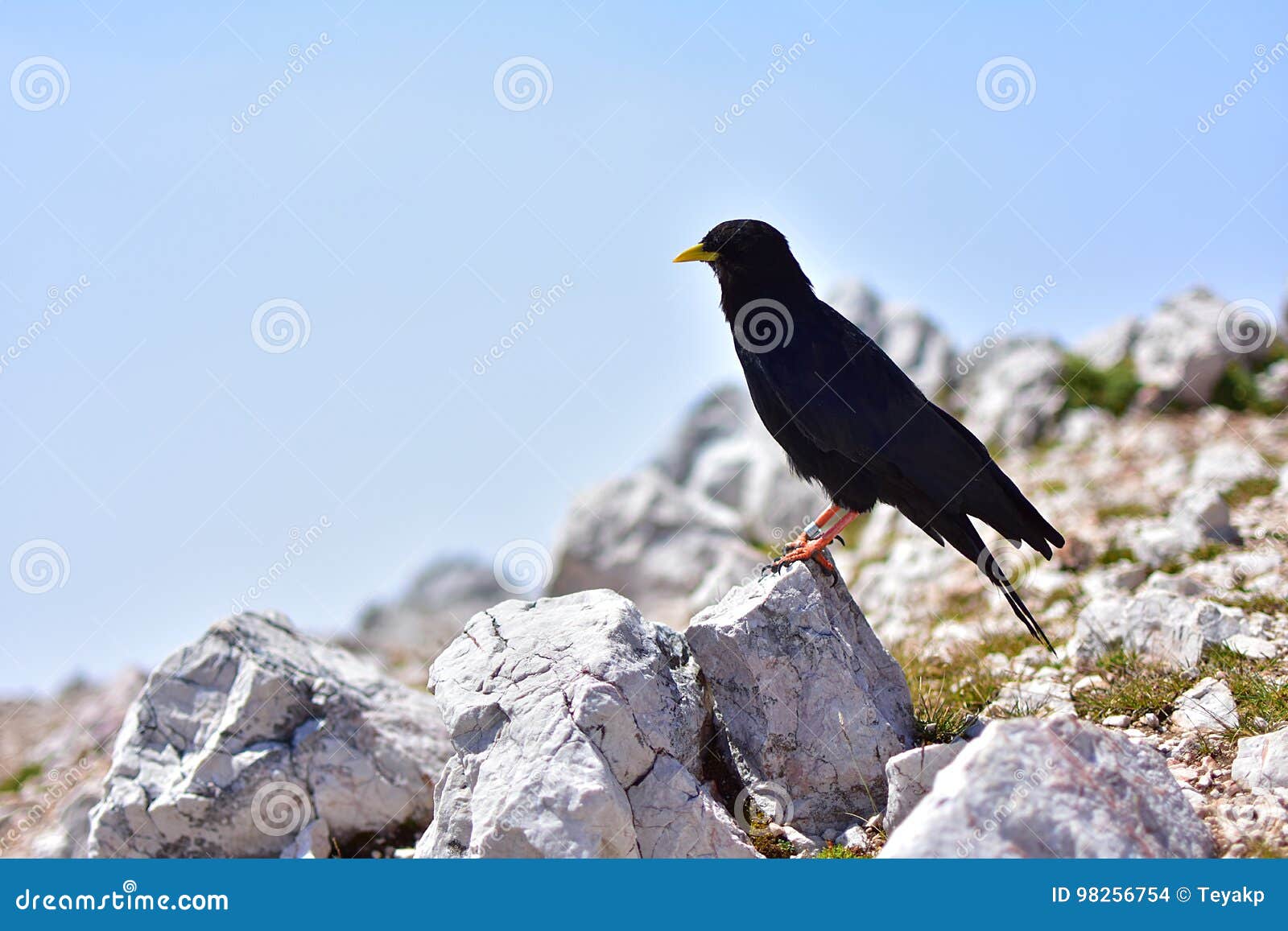 Oiseau Noir Avec Le Bec Jaune Photo Stock Image Du Closeup