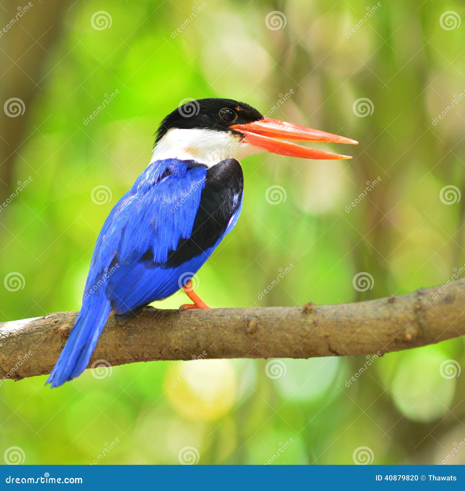 Oiseau Noir Couvert De Martin Pêcheur Photo Stock Image Du