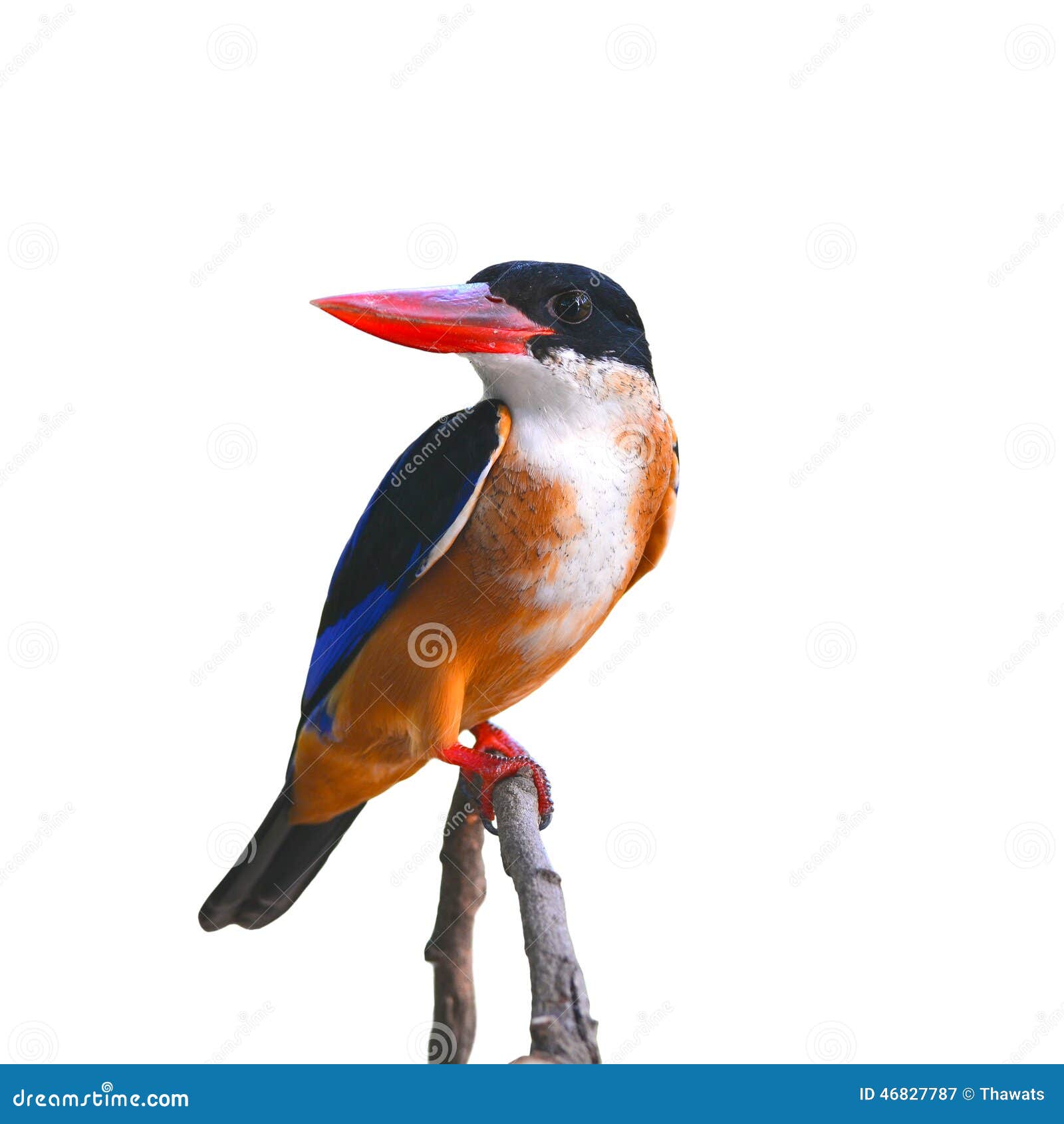 Photo Libre De Droit De Oiseau Noir à Bec Blanc Nager Dans