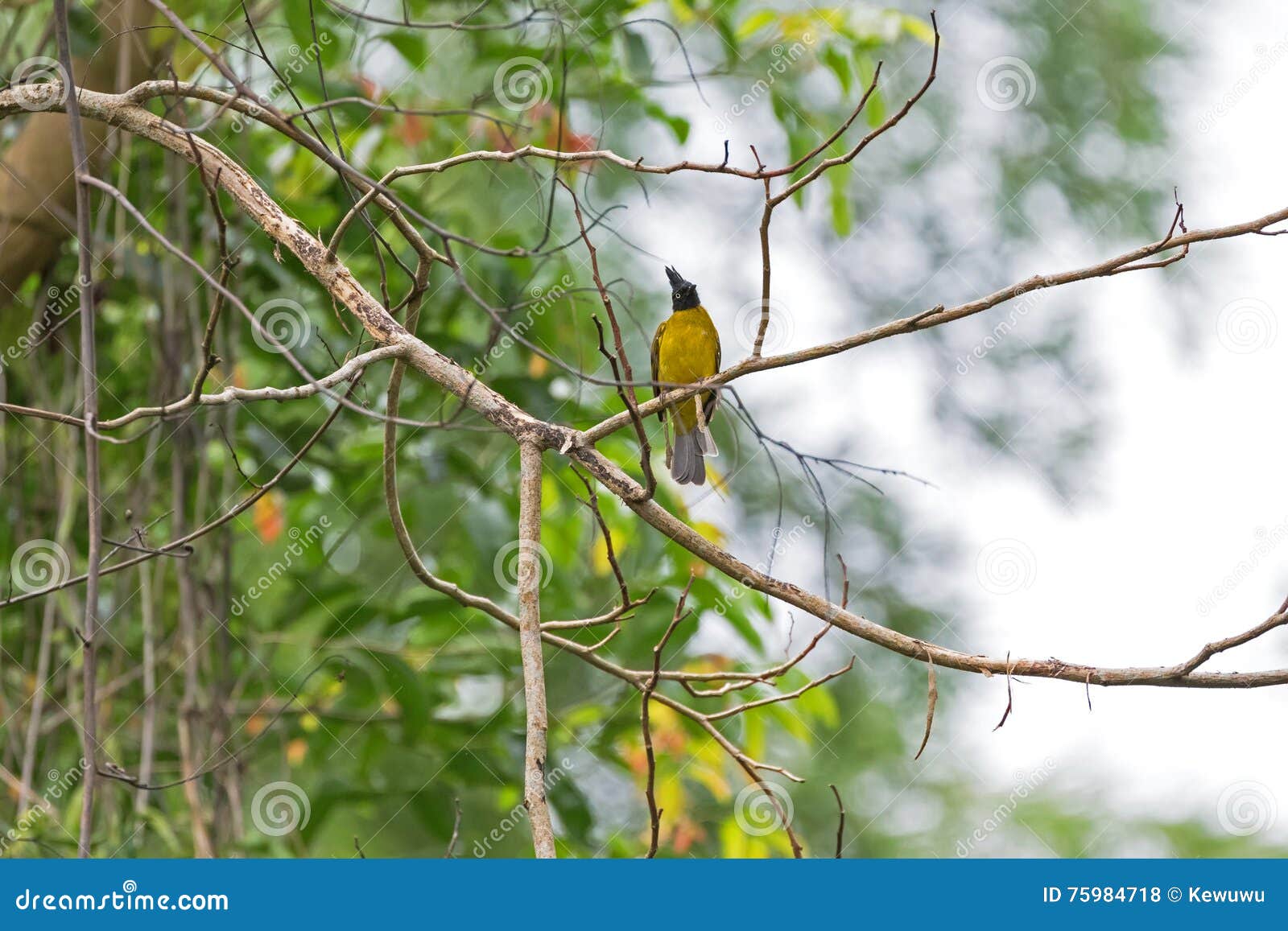 Oiseau Noir Crêté De Bulbul Dans être Perché Noir Et Jaune