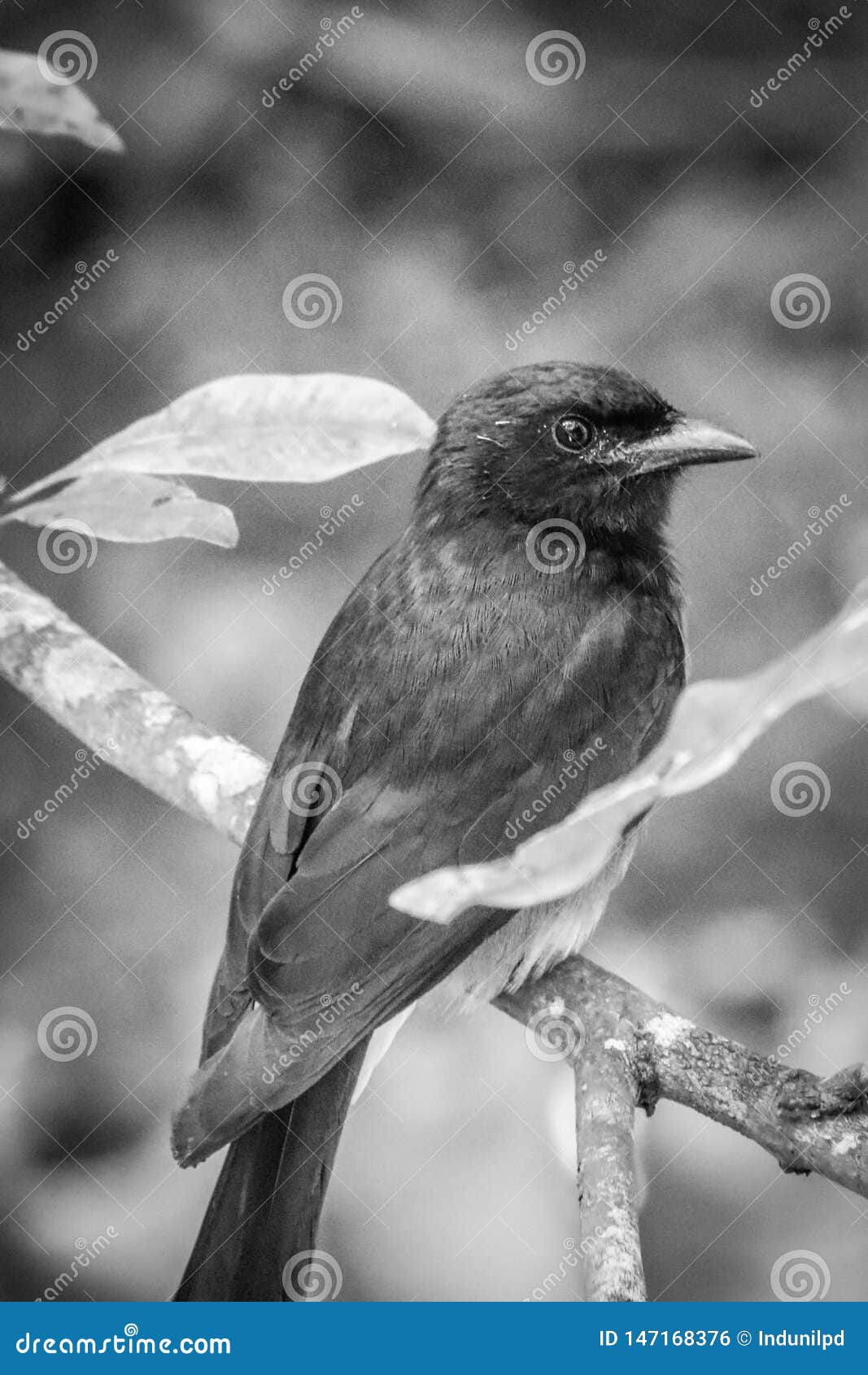 Oiseau Noir De Drongo Du Sri Lanka Photo Stock Image Du