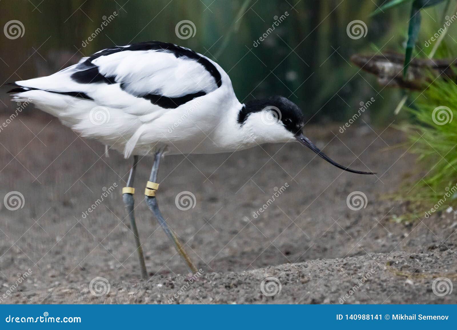 Oiseau Noir Et Blanc Avec Une Avocette Pie De Long Bécasseau