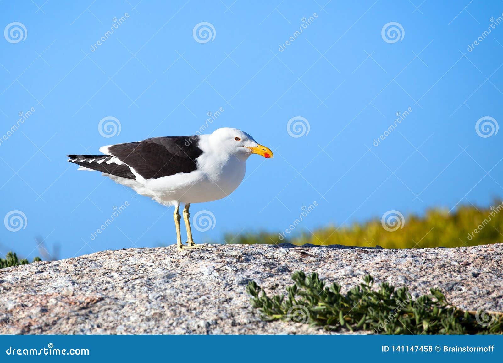 Oiseau Noir Et Blanc De Mouette Avec Le Bec Jaune Et Rouge