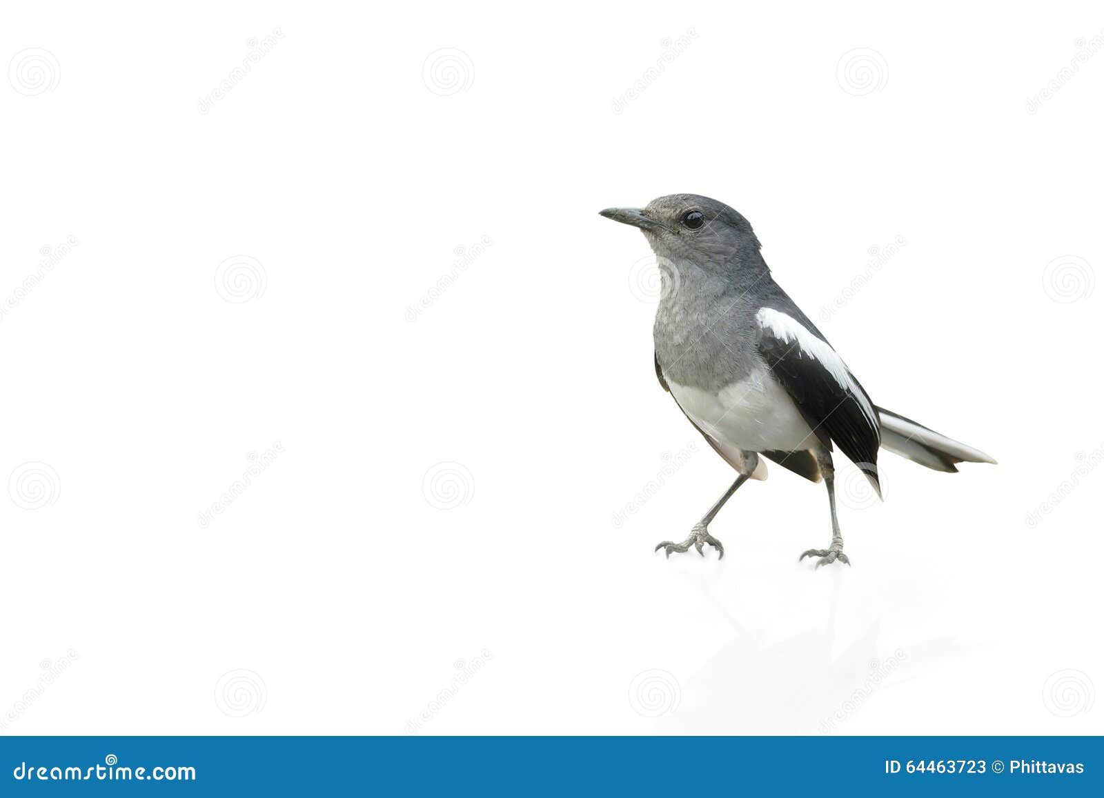 Oiseau Noir Et Blanc Pie Robin D Isolement Sur Le Fond Blanc Image Stock Image Du Alberta Oiseau Oiseau Noir Et Blanc Pie Robin D Isolement Sur Le Fond Blanc Image Stock Image Du Alberta Oiseau