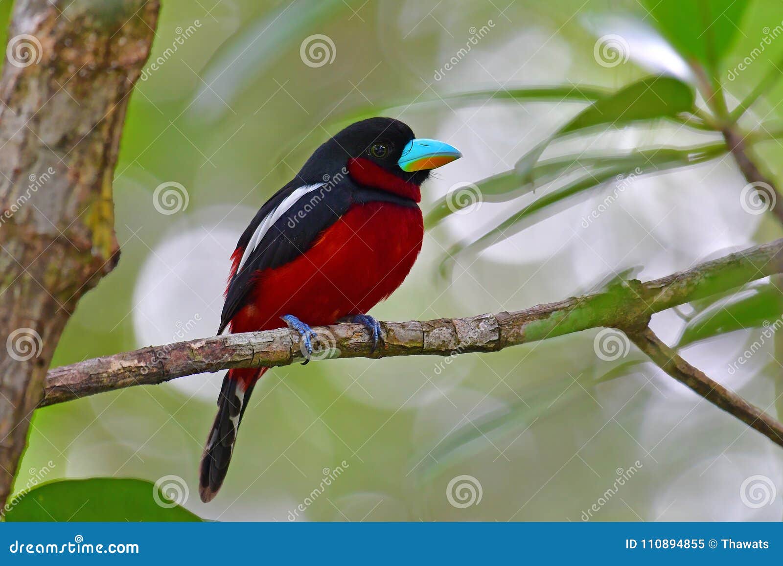 Oiseau Noir Et Rouge De Broadbill Image Stock Image Du