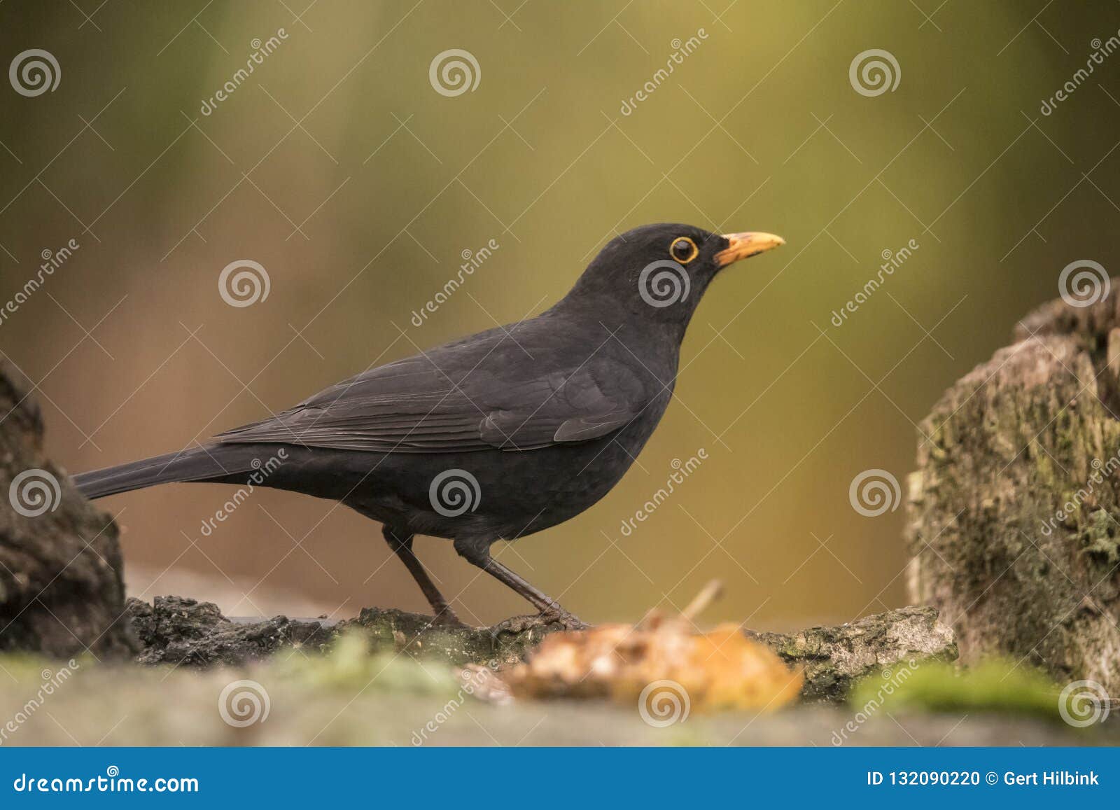 Oiseau Noir Merula De Turdus Un Oiseau Avec Un Bec Orange