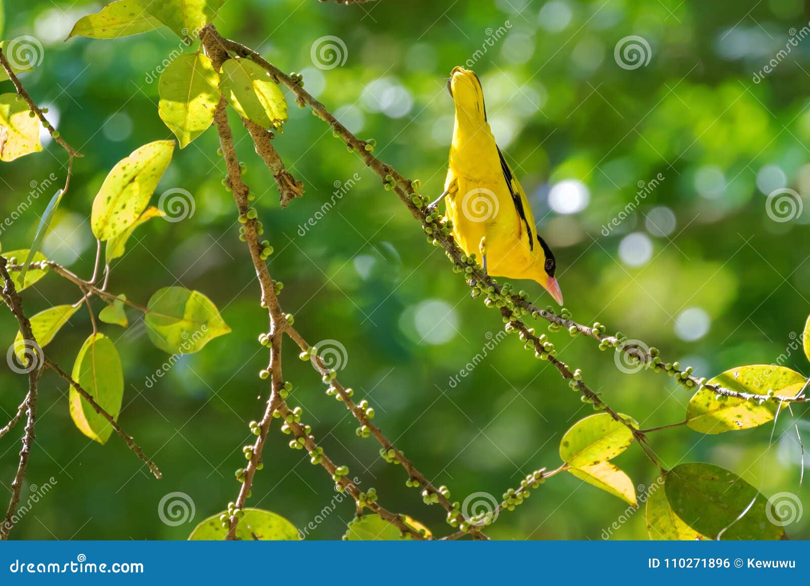 Oiseau Noir Naped De Loriot En Jaune Avec La Facture Rose S