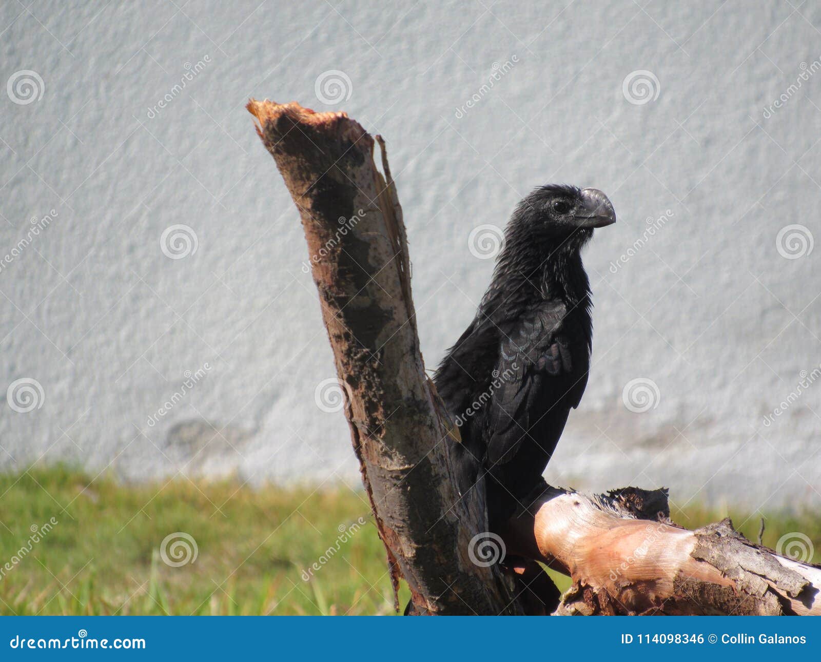 Oiseau Noir Se Tenant Grand Près Dun Tronçon Darbre Photo