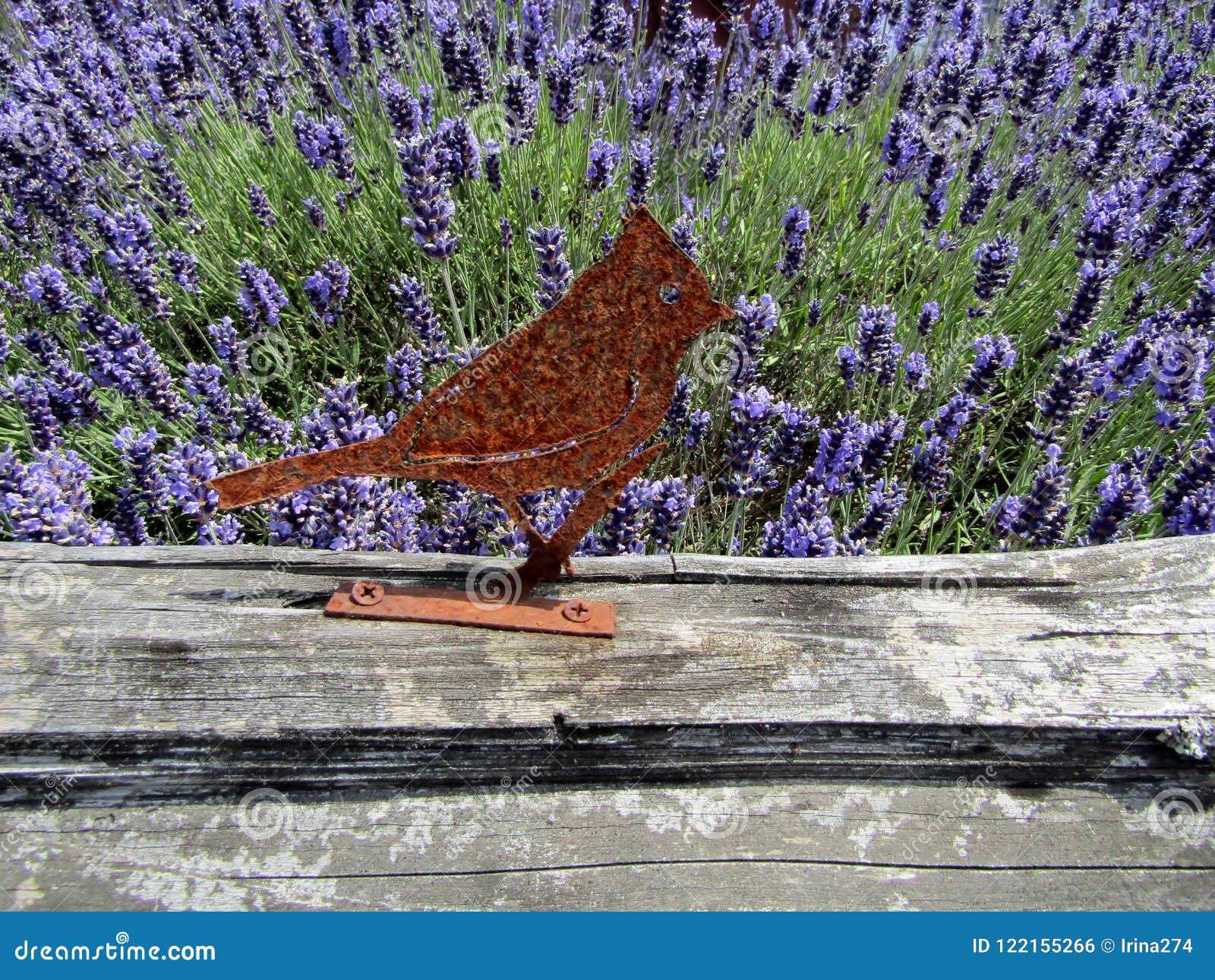 Oiseau Rouillé En Métal Sur La Barrière De Gisement De Lavande Photo stock  - Image du barrière, floraison: 122155266