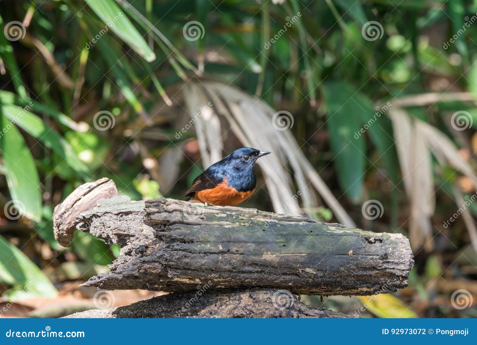 Oiseau Shama Blanc Rumped Dans Un Sauvage Photo Stock