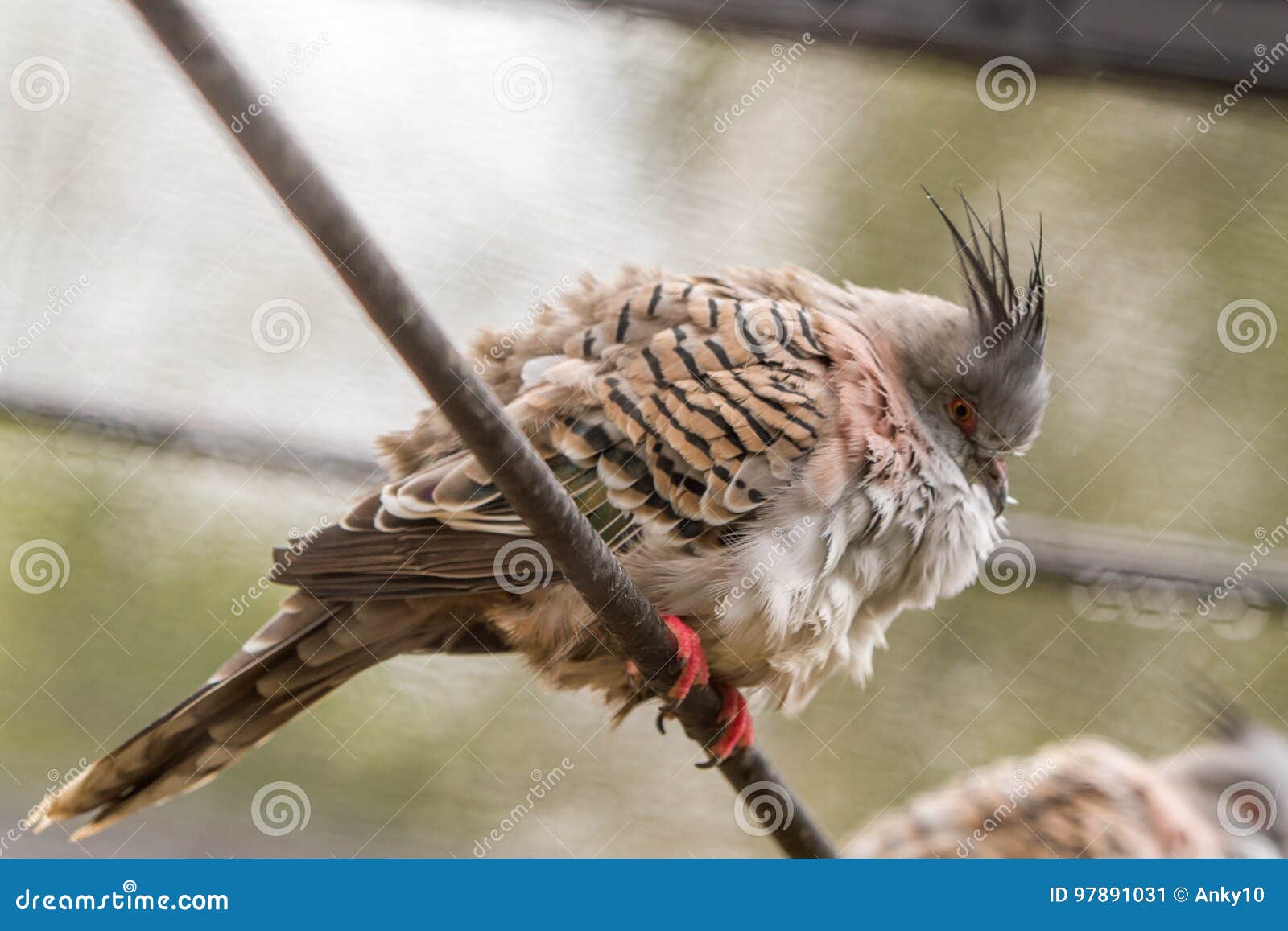 Oiseau Sous La Pluie Image Stock Image Du Normal Vert