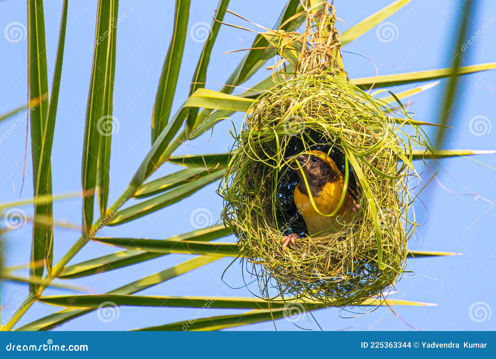 Oiseau Tisserand En Cours De Tissage Nid Photo stock - Image du vert, oiseau:  225363344