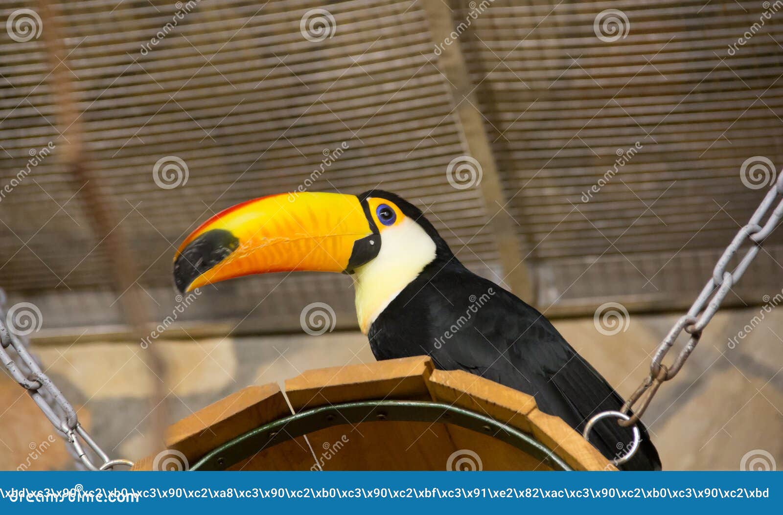 Oiseau Tukan Dans Le Zoo En Captivité Un Oiseau Avec Un