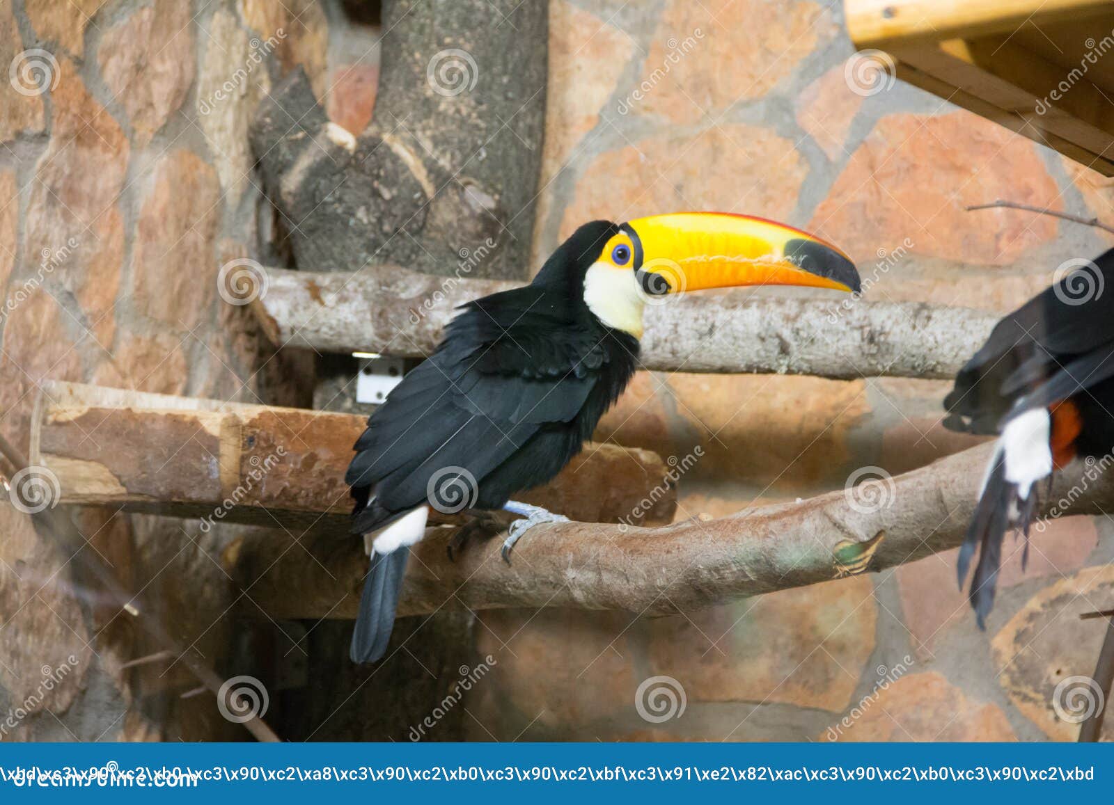 Oiseau Tukan Dans Le Zoo En Captivité Un Oiseau Avec Un