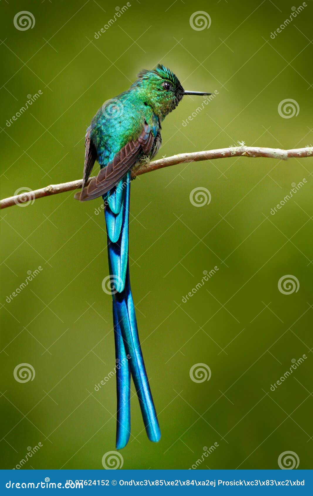 Oiseau Vert Avec La Longue Queue Bleue Beau Colibri Brillant