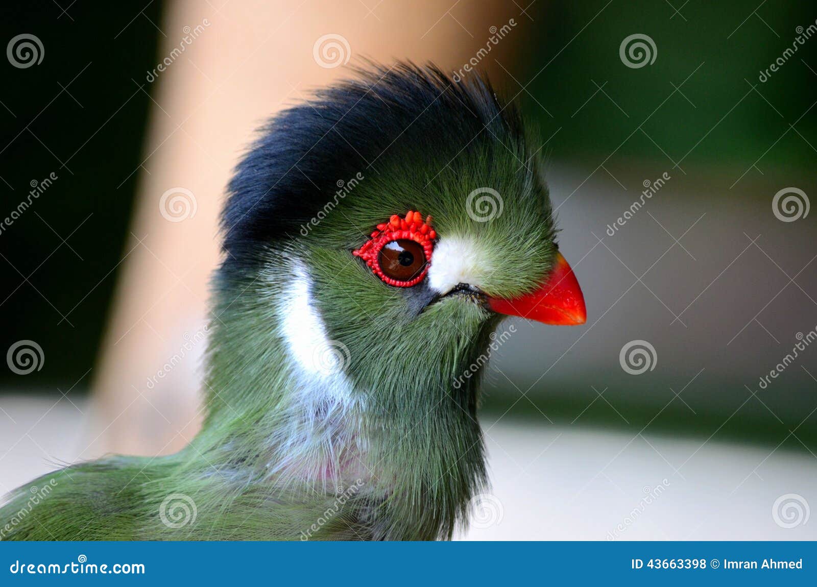 Oiseau Vert Sensible Avec Les Corrections Blanches De Bec