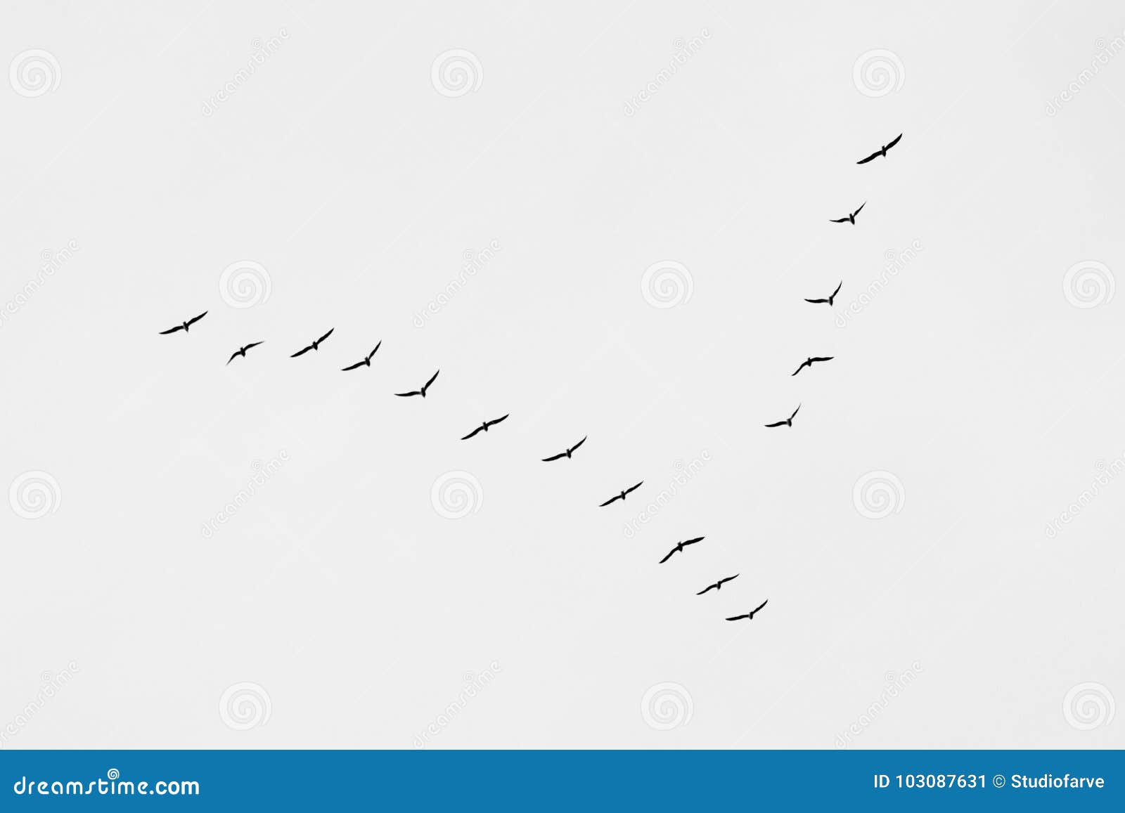 Oiseaux Dans Une Formation En Vé Formation V Des Oiseaux