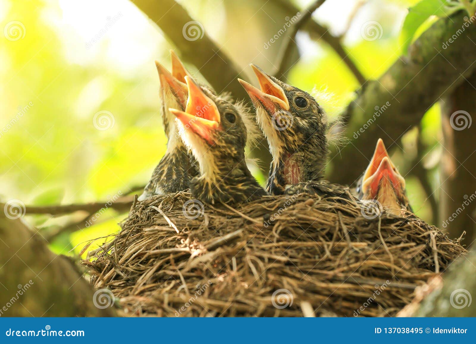 Oiseaux De Bebe Dans Un Nid Sur Une Fin De Branche D Arbre Au Soleil Image Stock Image Du Affame Lumineux Oiseaux De Bebe Dans Un Nid Sur Une Fin De Branche D Arbre Au Soleil Image Stock Image Du Affame Lumineux