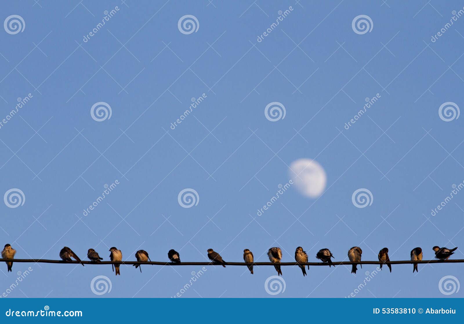 Oiseaux De Fil Photo Stock Image Du Hight Rupture Famille