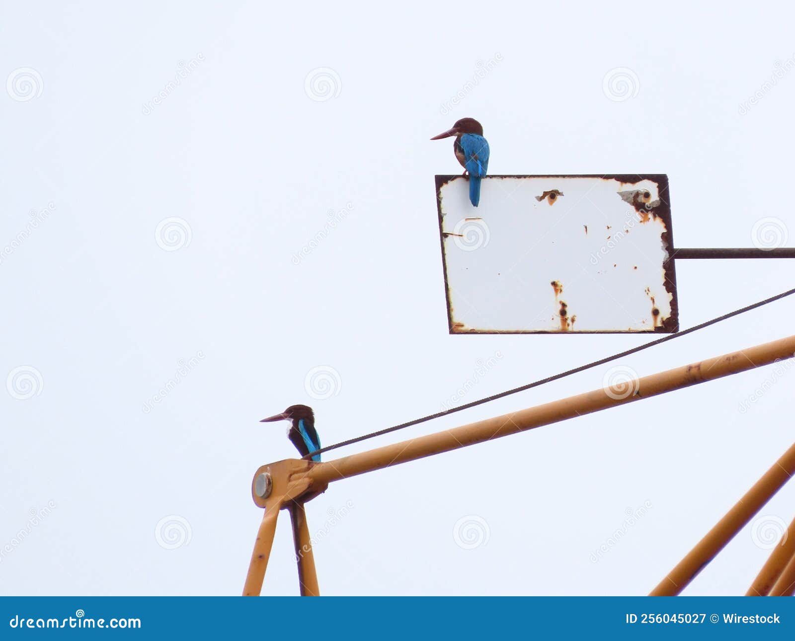 Oiseau Traditionnelle Station D'alimentation Noir De Jardin En Métal
