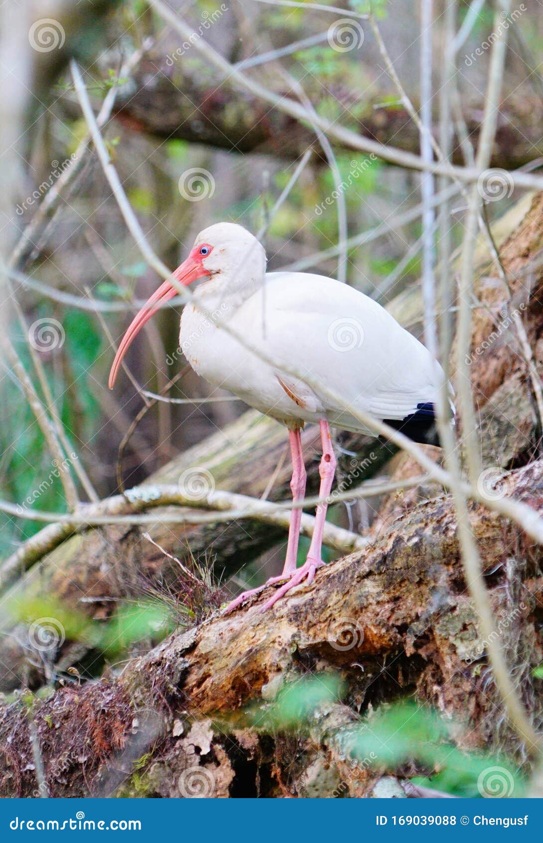 Oiseaux Des Everglades De Floride Photo stock - Image du plage, couleur