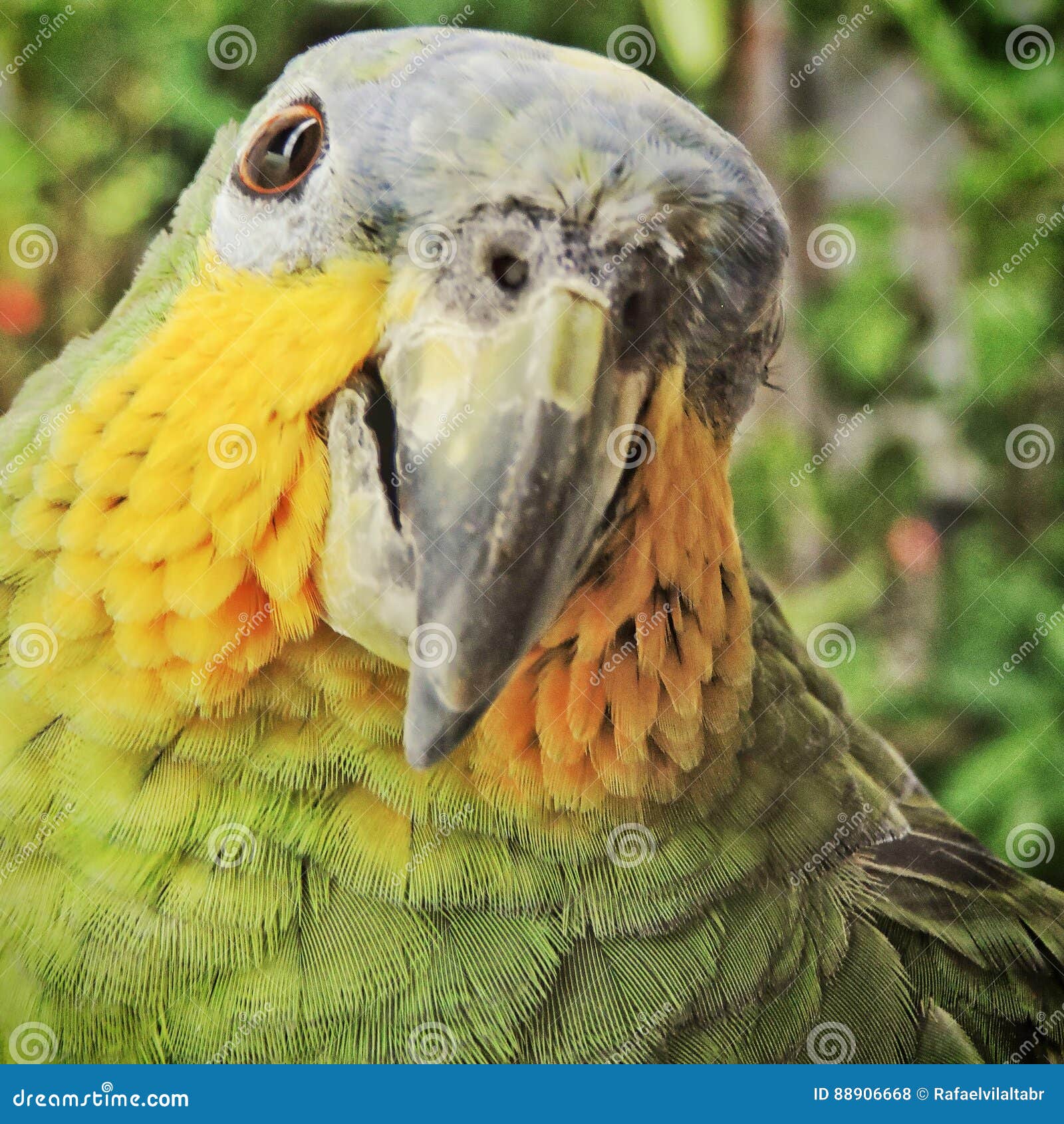 Oiseaux Populairement Connus Sous Le Nom Doiseaux Ou