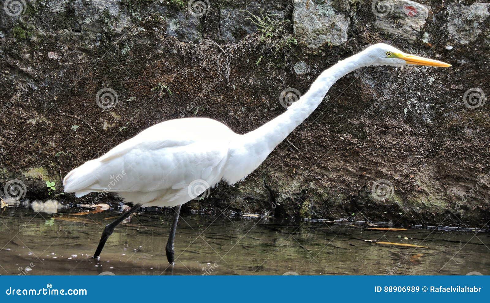 Oiseaux Populairement Connus Sous Le Nom Doiseaux Ou