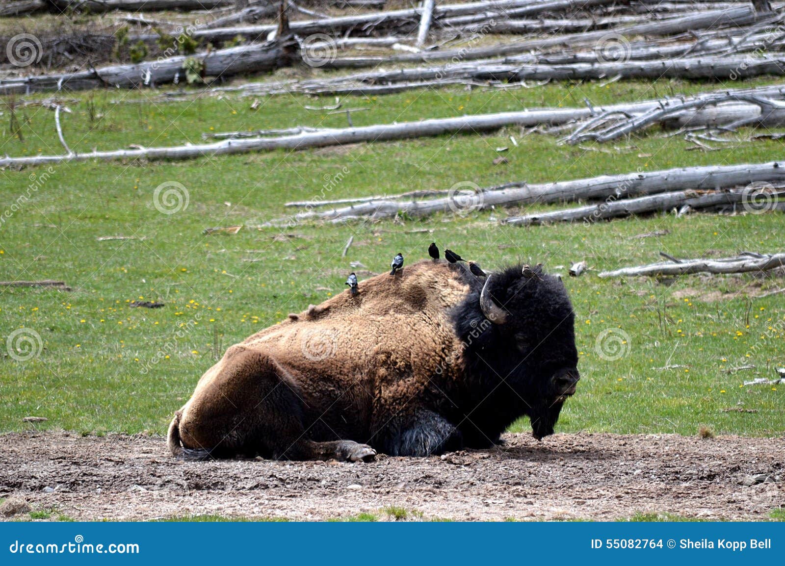 Oiseaux se reposant sur un bison américain, parc national de Yellowstone. Petits oiseaux noirs se reposant sur un buffle dans le pré