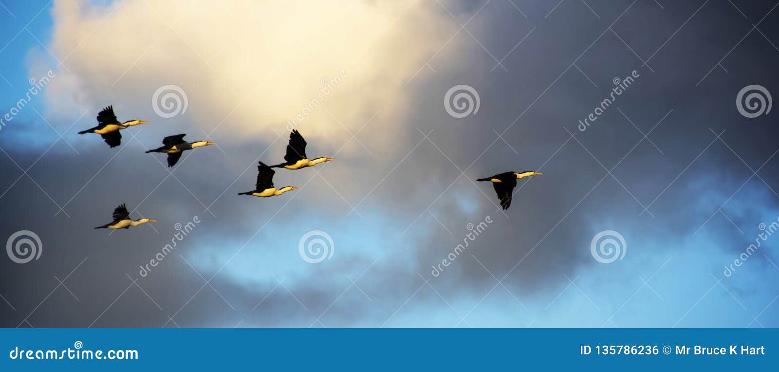 Oiseaux Volant Dans La Formation Photo Stock Image Du