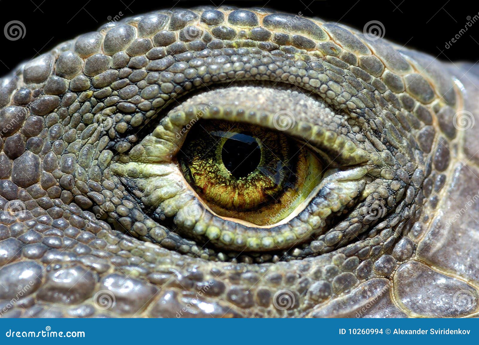 Ojo de la iguana foto de archivo. Imagen de recorrido - 10260994