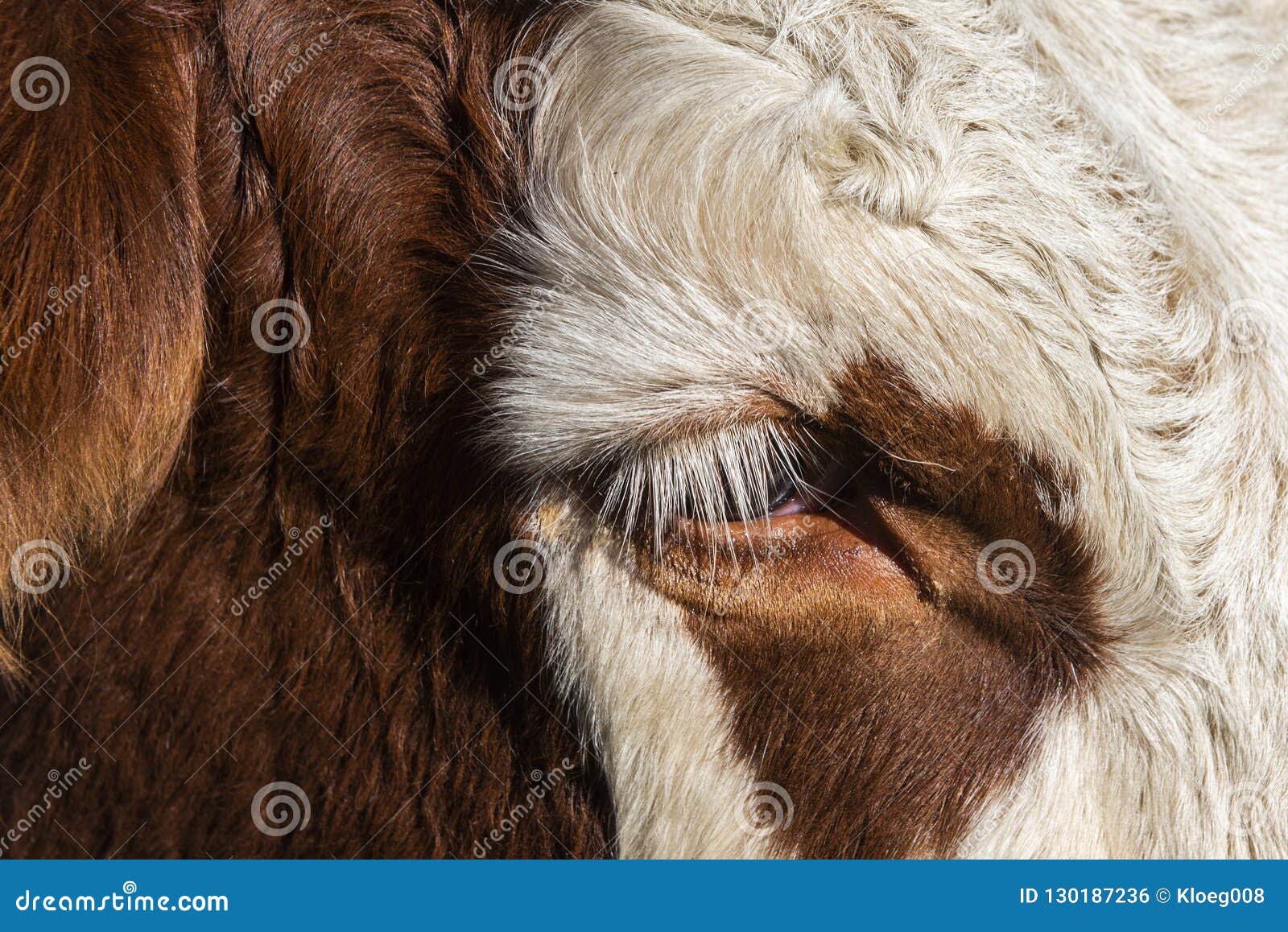 Ojo De La Vaca Con Ganado De La Piel Foto de archivo Imagen de