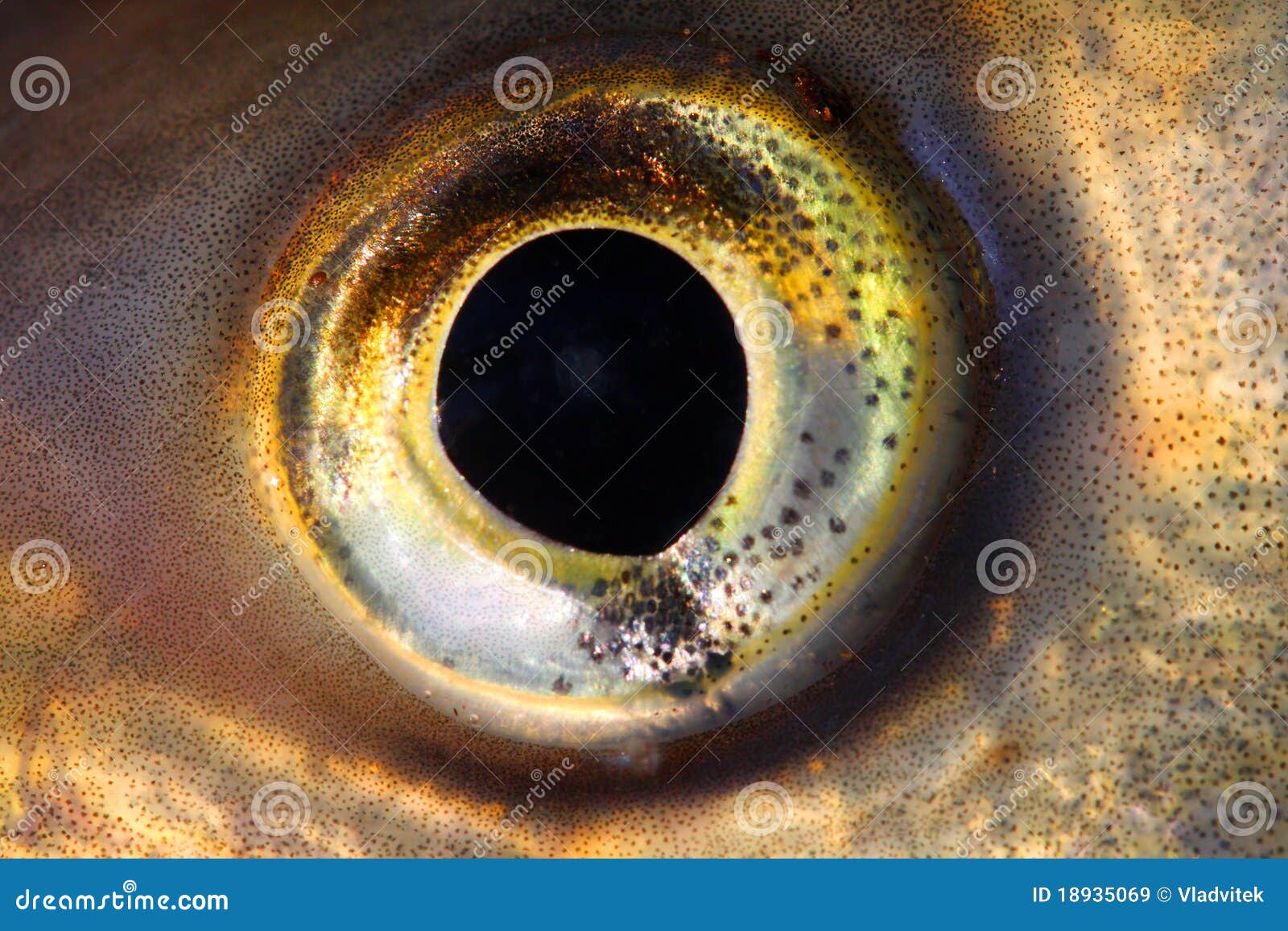 Ojo de pescados. imagen de archivo. Imagen de animal 18935069