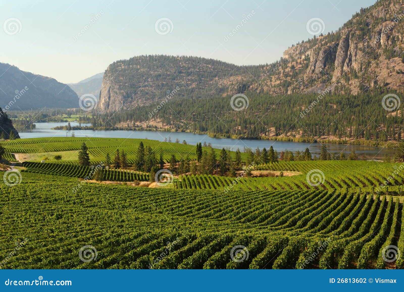 Okanagan Valley Vineyard Scenic, British Columbia Stock Photo Image
