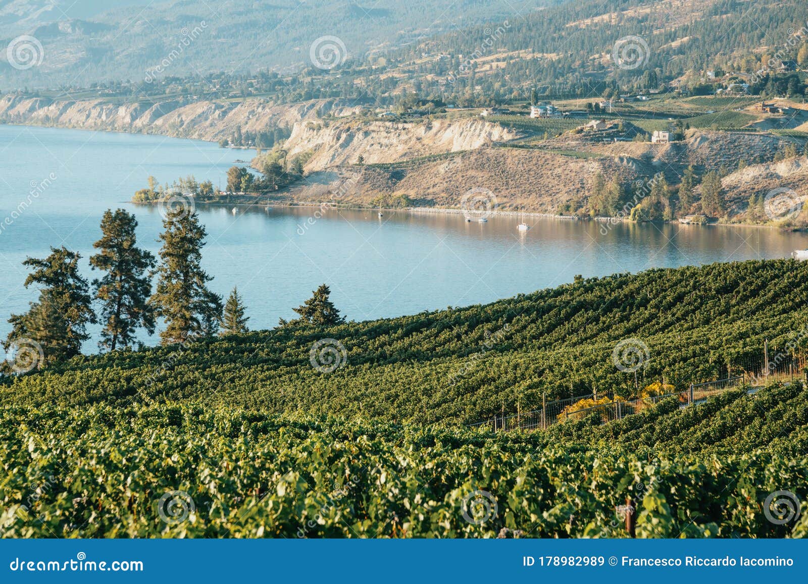 okanagan valley, vineyards near penticton, british columbia, canada